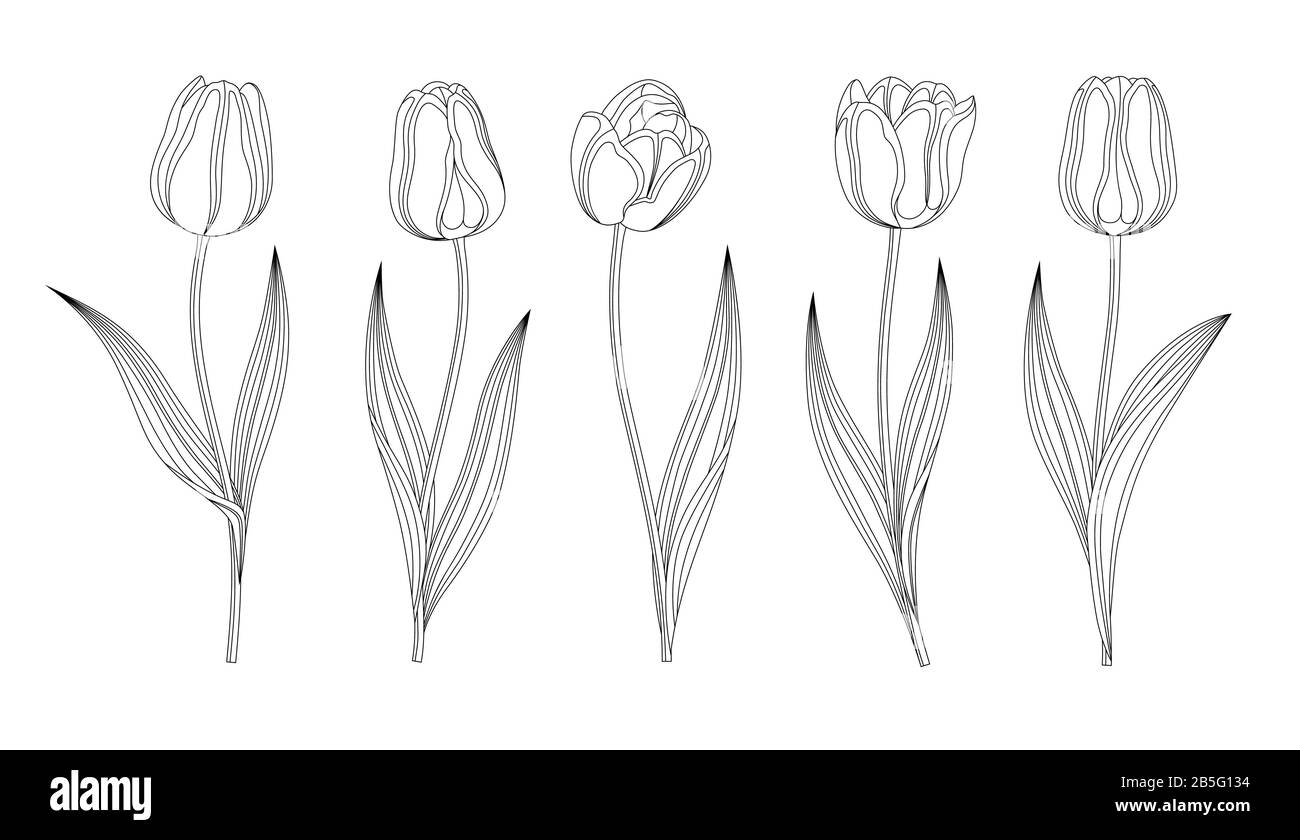 Collezione Di Tulipani Trafilati A Mano Vector Con Gambo E Foglia. Set Di Fiori Di Primavera Diversi. Solated Tulip Sketch Clipart. Linee In Piuma Nera. Illustrazione Vettoriale