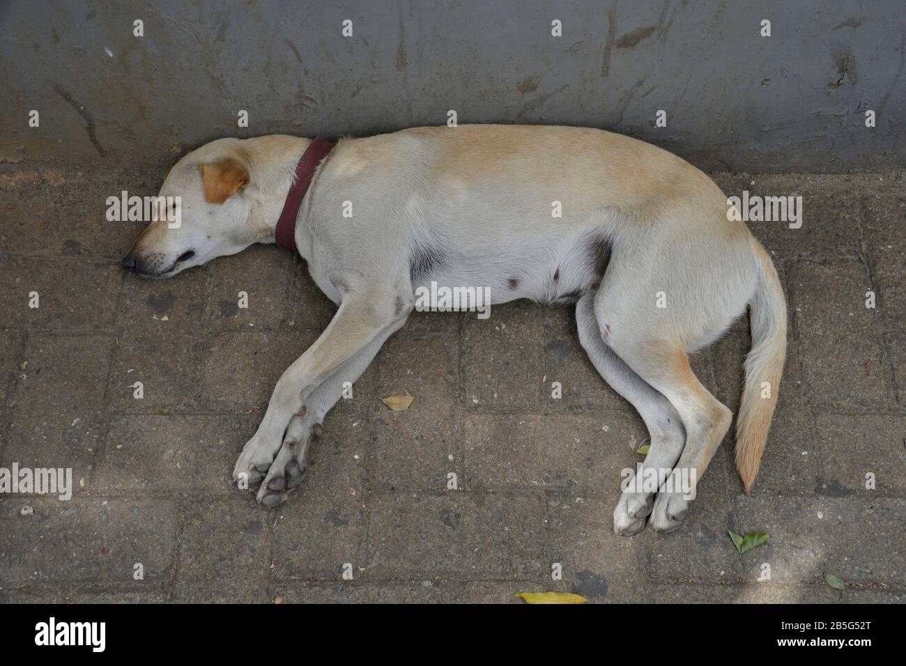 Strassenhund, Colombo, Sri Lanka Foto Stock