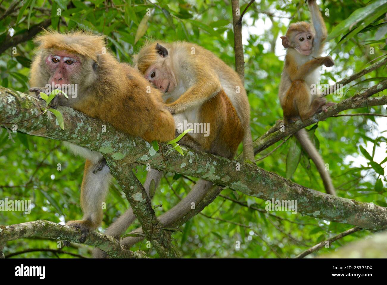 Ceylon-Hutaffen (Macaca Sinica), Sri Lanka Foto Stock