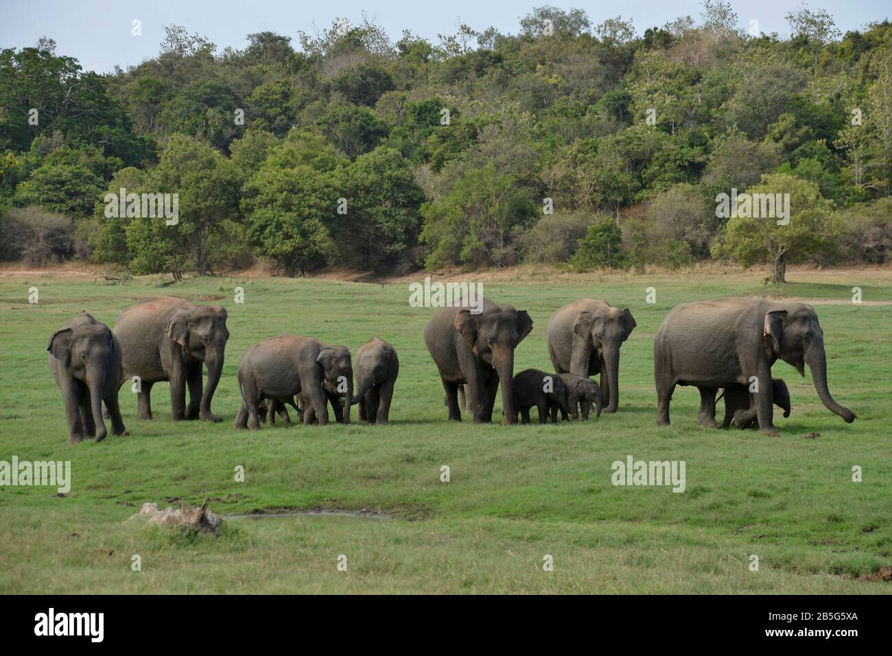 Asiatische Elefanten (Elephas Maximus), Minneriya Nationalpark, Sri Lanka Foto Stock