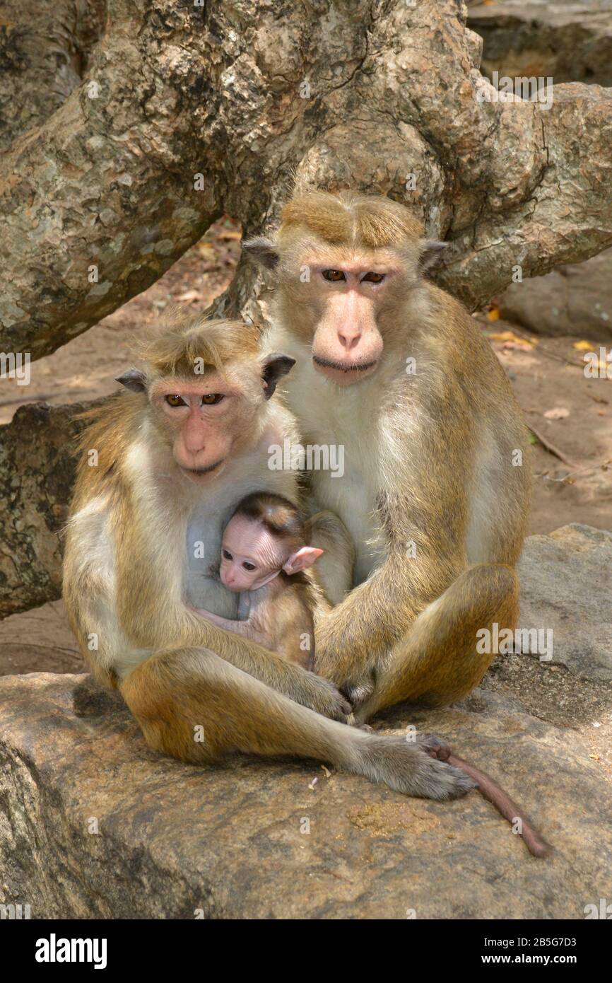 Ceylon-Hutaffen (Macaca Sinica), Sri Lanka Foto Stock
