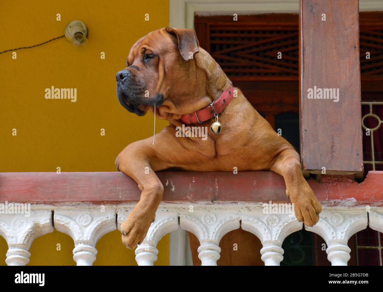 Haushund, Sri Lanka Foto Stock