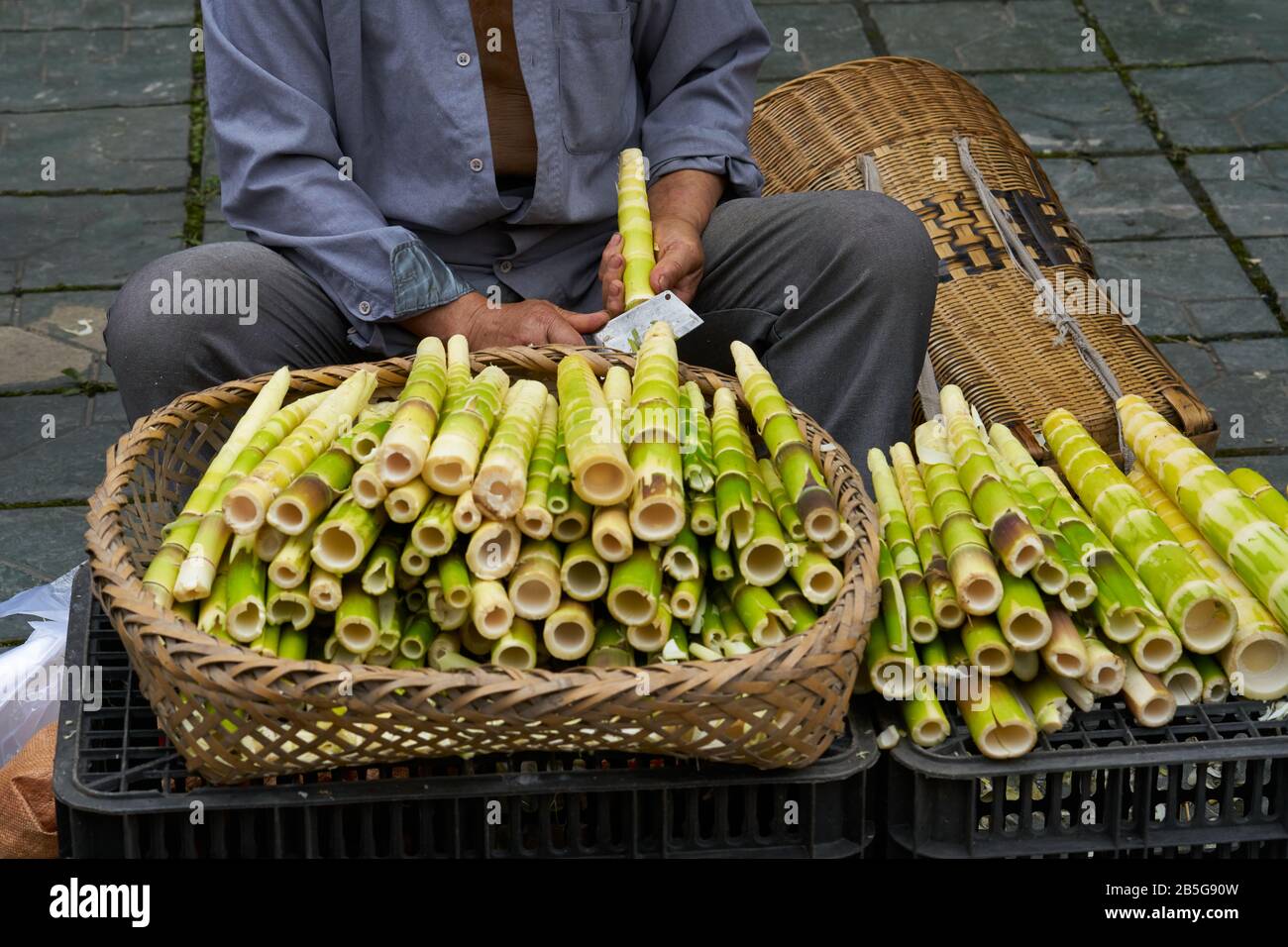 Bamboo caterpillar immagini e fotografie stock ad alta risoluzione - Alamy