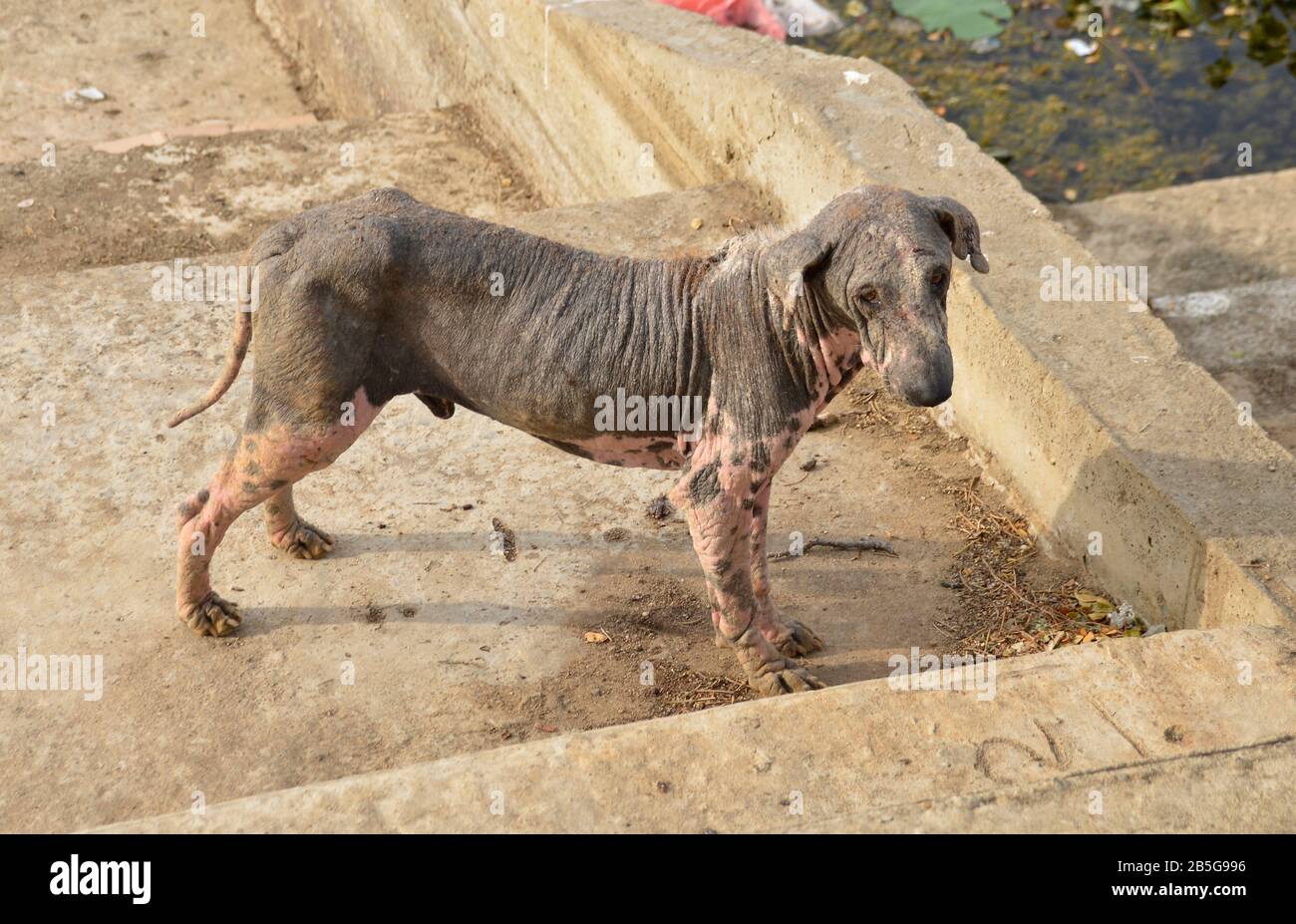 Strassenhund, Colombo, Sri Lanka Foto Stock