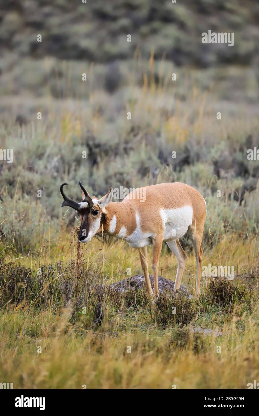 Closeup Di Antelope Buck A Pronhorn Nel Parco Nazionale Di Yellowstone Foto Stock