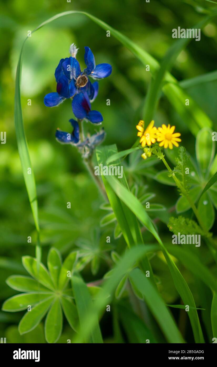 Lupin blu (Lupinus pilosus) Fotografato in Israele nel mese di febbraio Foto Stock