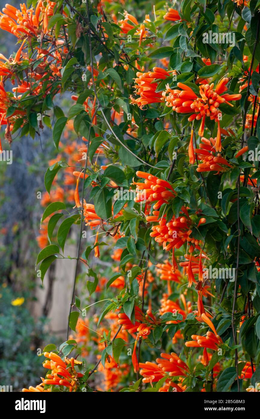 La pirosteggia venusta, conosciuta anche come fenicotteri o trombettine arancioni, è una specie vegetale del genere Pirosteggia della famiglia Bignoniaceae orig Foto Stock