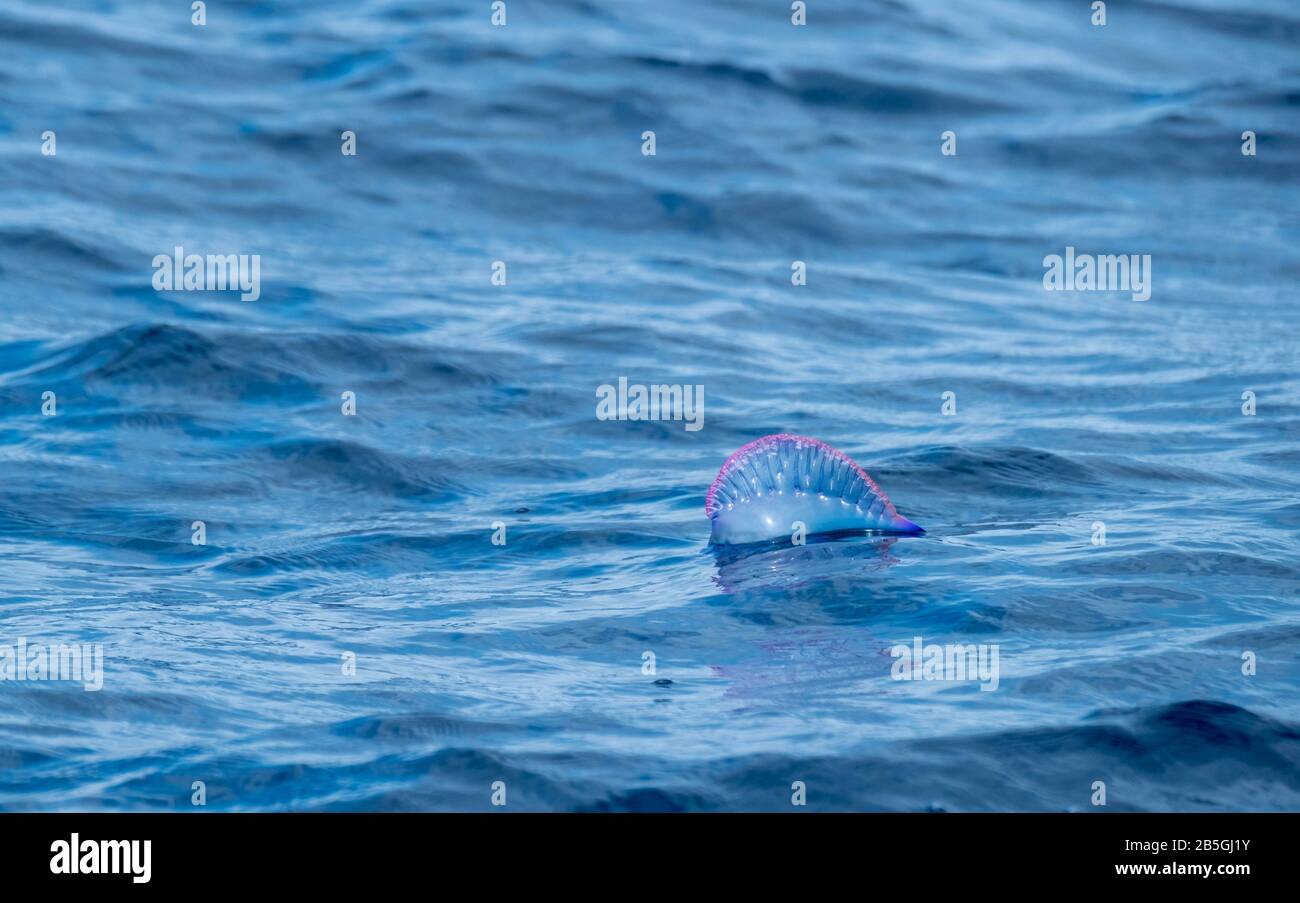 Portoghese uomo di guerra o bluebottle galleggianti su una calma oceano Foto Stock