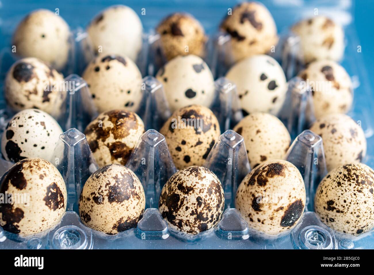 Uova Quail in una scatola di plastica su un classico sfondo blu. Scatola di plastilina di uova di quaglia su sfondo blu. Foto Stock