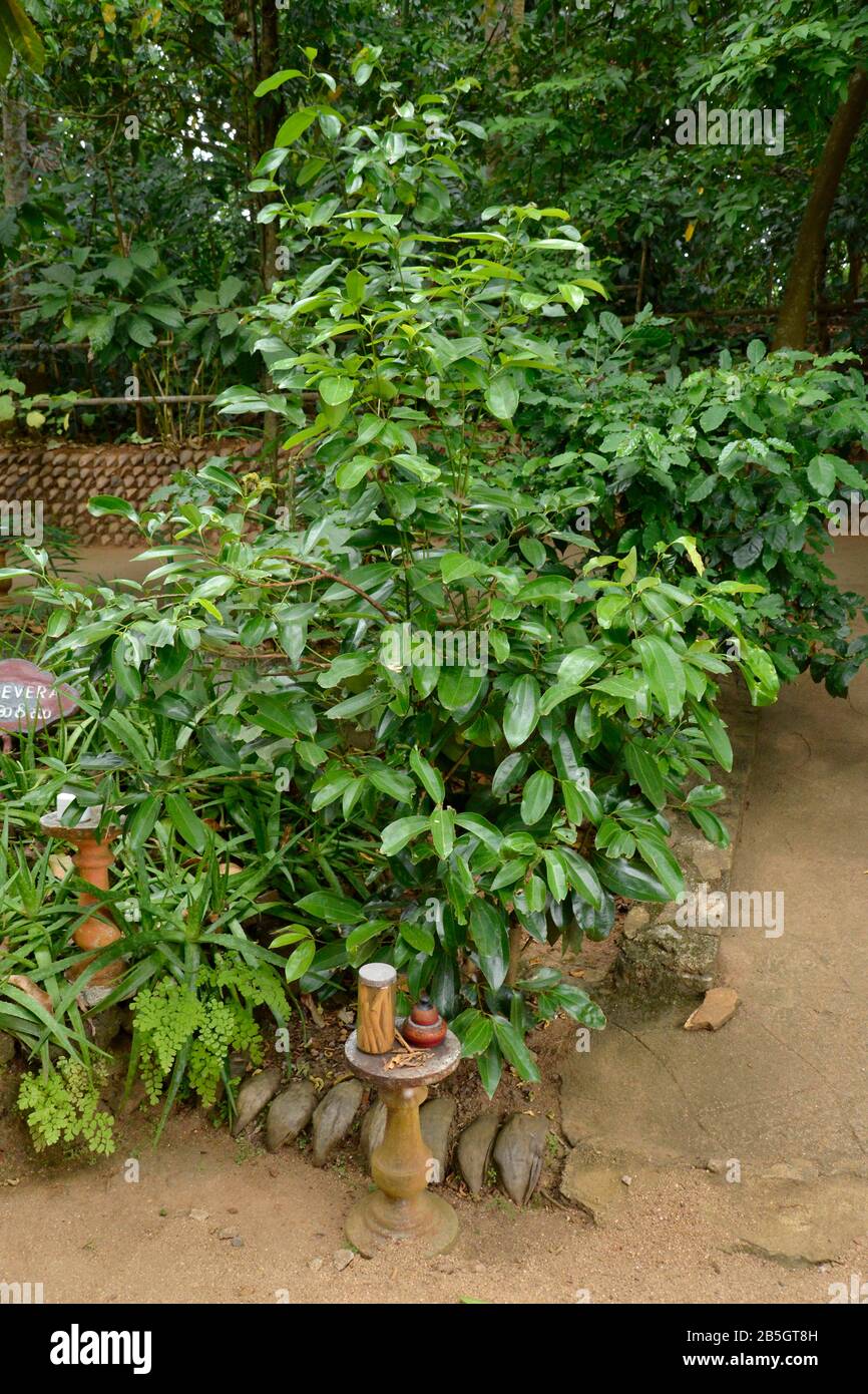 Zimtstrauch, Gewuerzgarten, Matale nello Sri Lanka Foto Stock