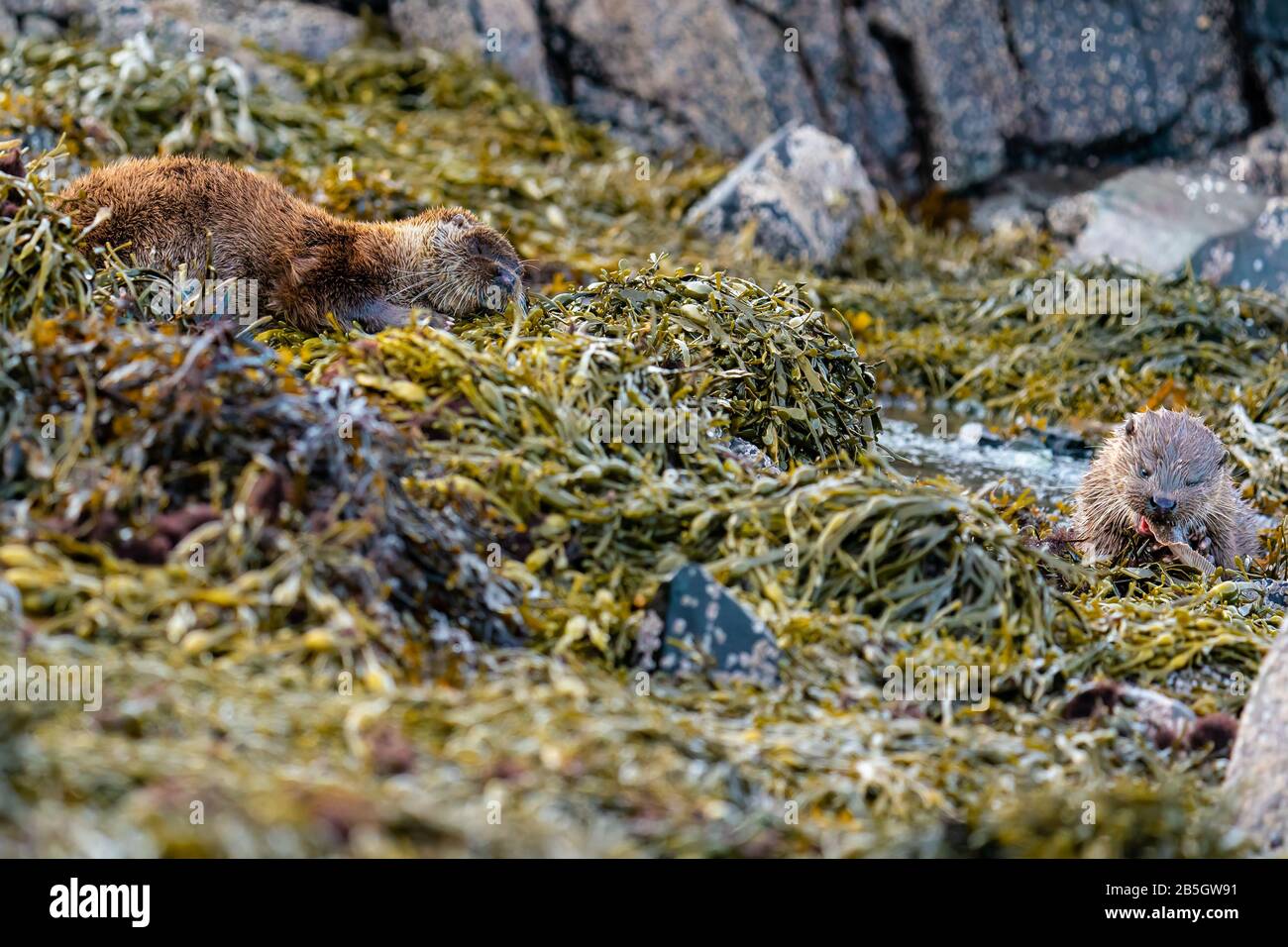 La madre stanca Otter (Lutra lutra) dorme mentre il suo cucciolo mangia un pesce piatto che ha catturato per lui Foto Stock