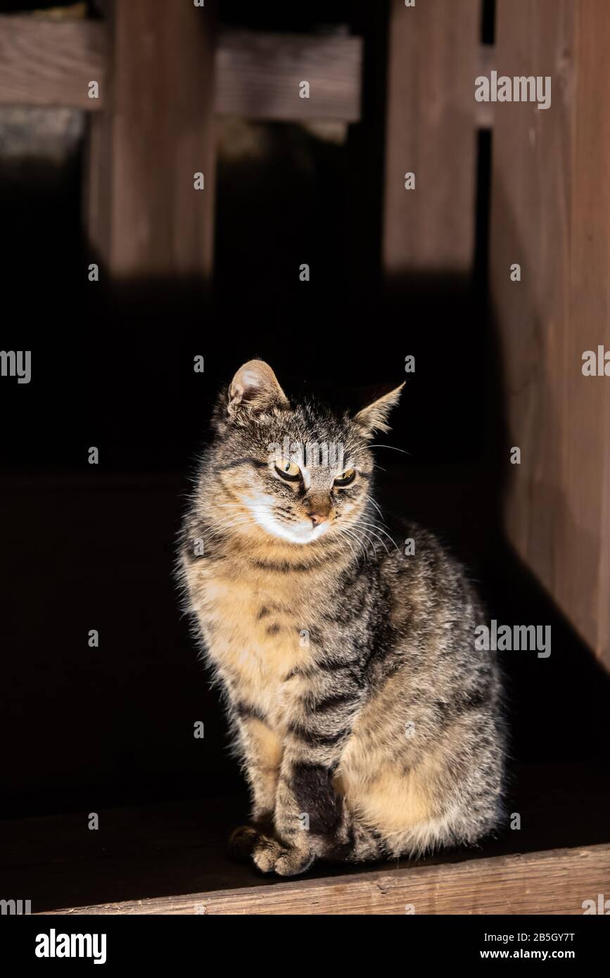 Ritratto di un gatto grazioso, primo piano scatto con sfondo Blur Foto  stock - Alamy