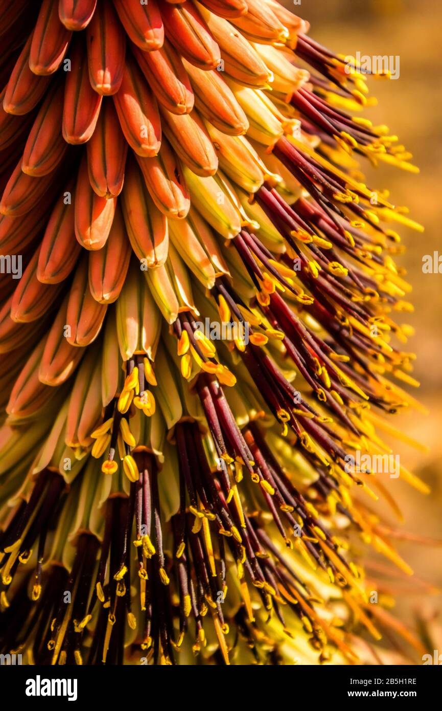 Un aloe fiore quasi in piena fioritura Foto Stock