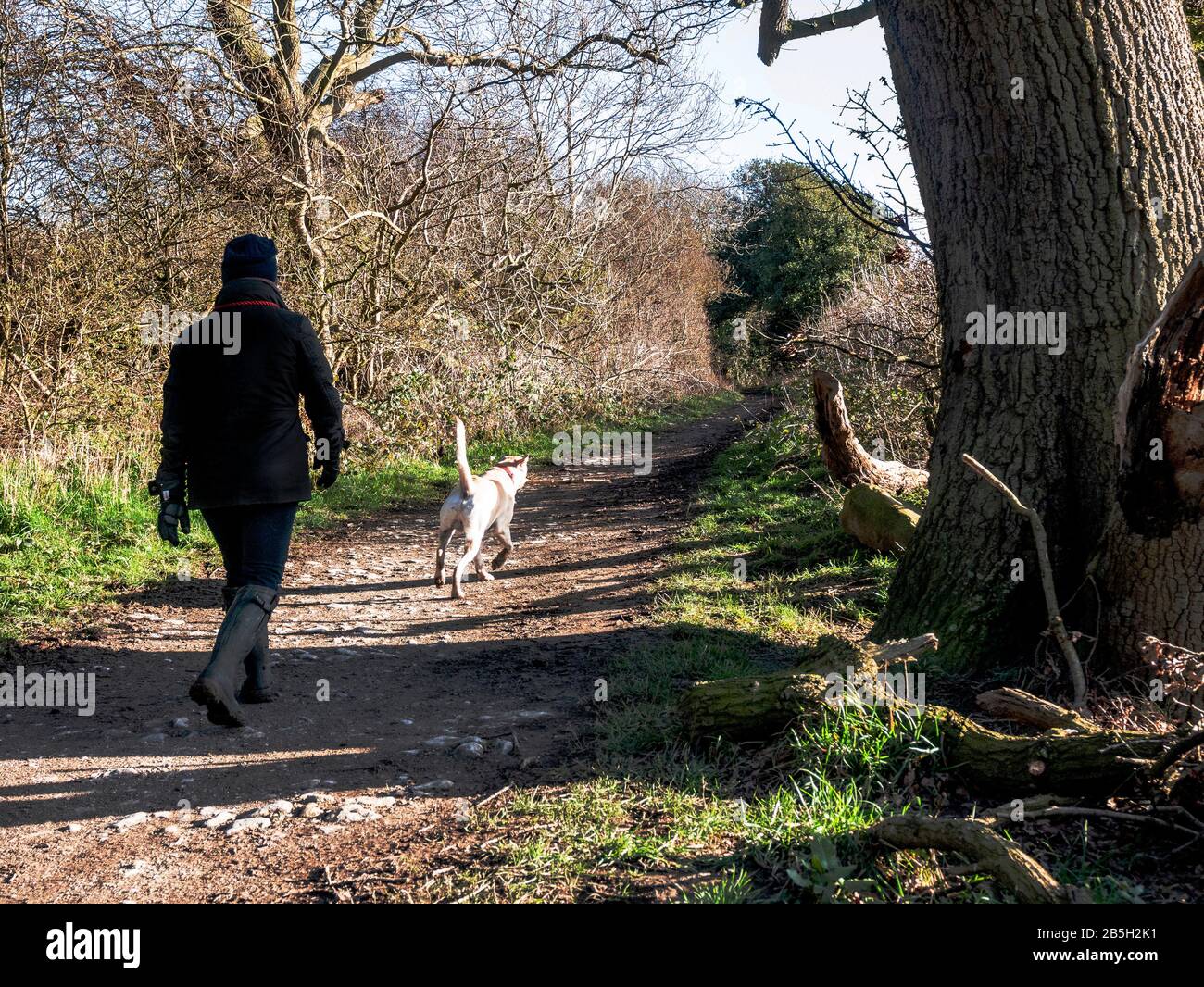 Una donna che streccizza il suo cane su una strada in Errington Wood pubblica area ricreativa nel Borough di Redcar e Cleveland Foto Stock