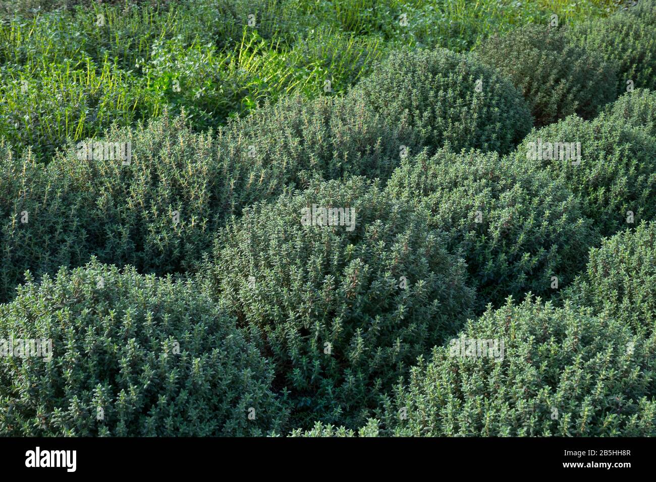 Fila di grandi piante verdi di timo vicino in su per la vendita Foto Stock