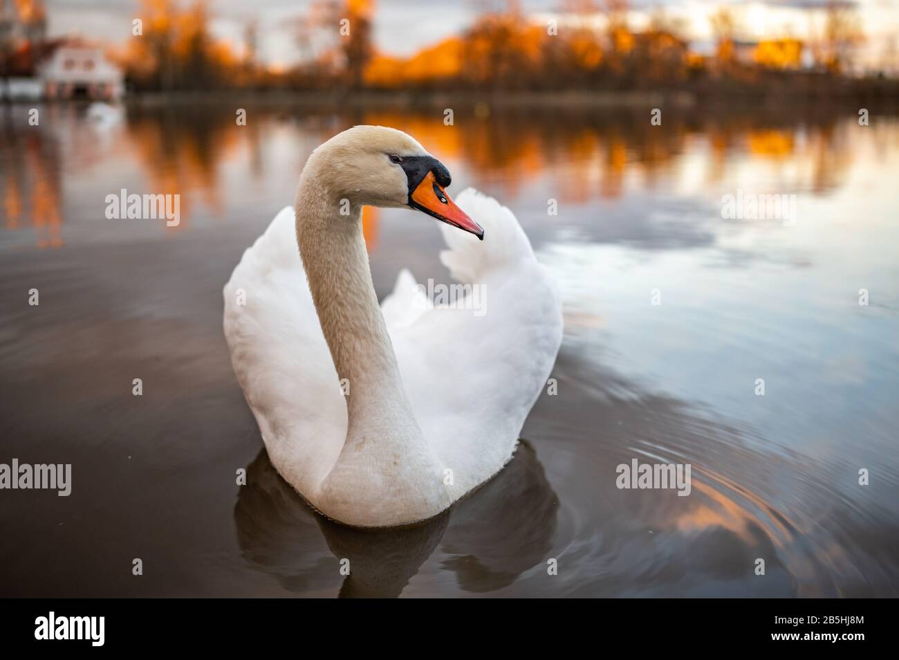 Ritratto di un cigno nuota sul lago. Ampio angolo di ripresa, con luce dorata, vecchia casa e foresta sullo sfondo. Foto Stock