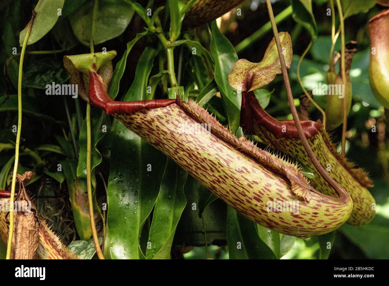 Pianta carnivora Pitcher Nepenthes ventrale si trova nelle Filippine. Foto Stock