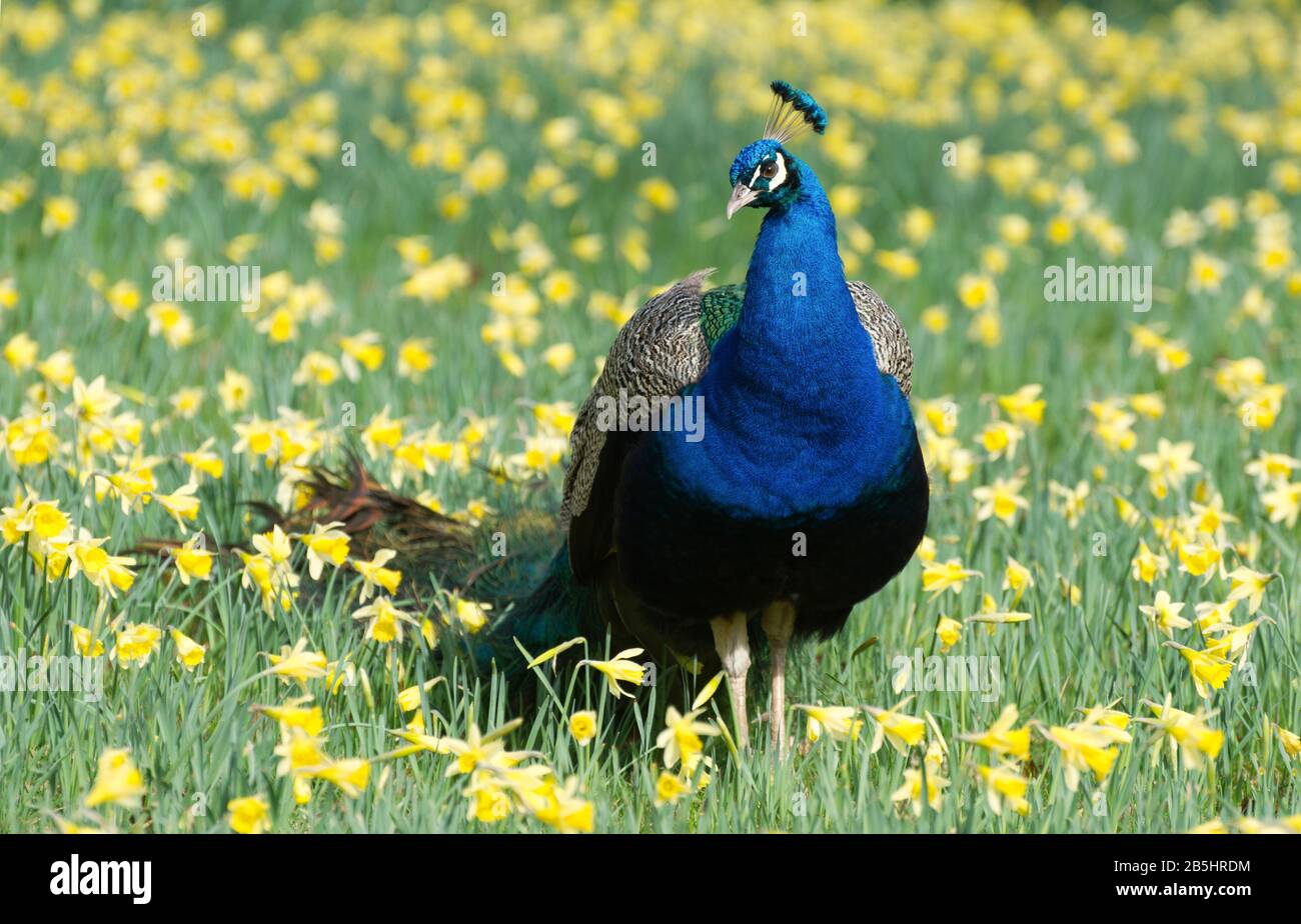 Indian Blue Peacock in piedi in narcisi gialla Foto Stock