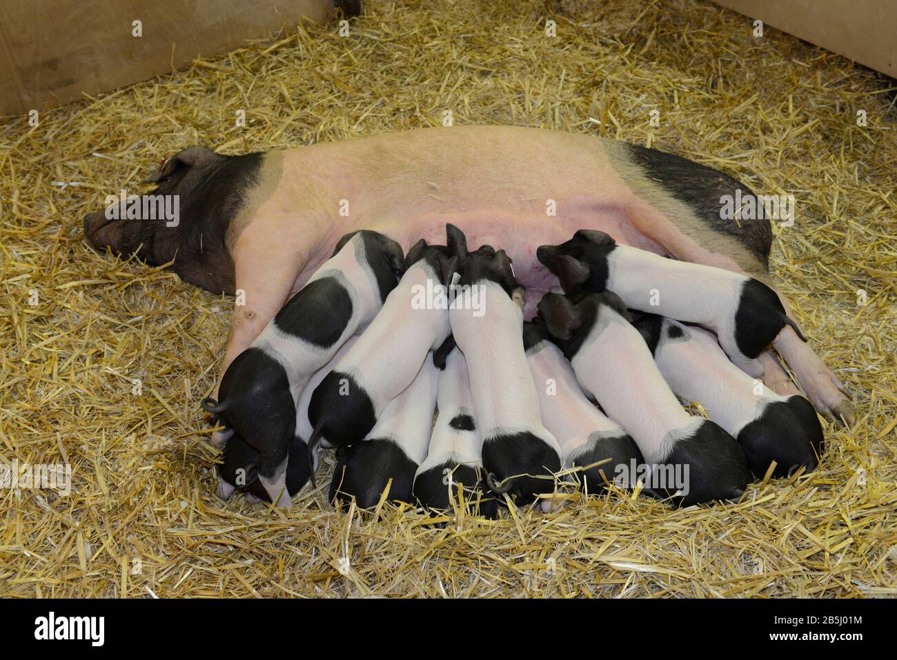 Schwaebisch-Haellisches Landschwein, Halle 25, Gruene Woche, Messe, Charlottenburg di Berlino, Deutschland Foto Stock