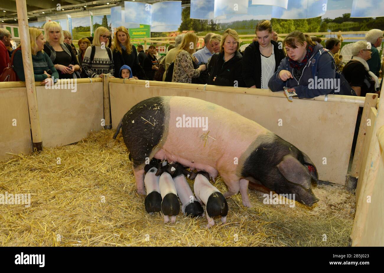 Schwaebisch-Haellisches Landschwein, Halle 25, Gruene Woche, Messe, Charlottenburg di Berlino, Deutschland Foto Stock