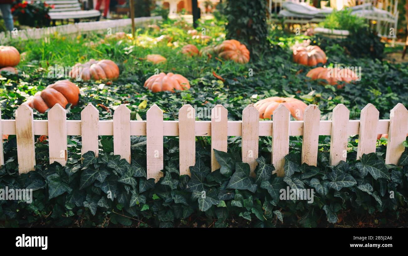 grandi zucche arancioni luminose si trovano in foglie verdi edera dietro una recinzione nel giardino. Concetto - sfondo autunno, raccolto. Foto Stock