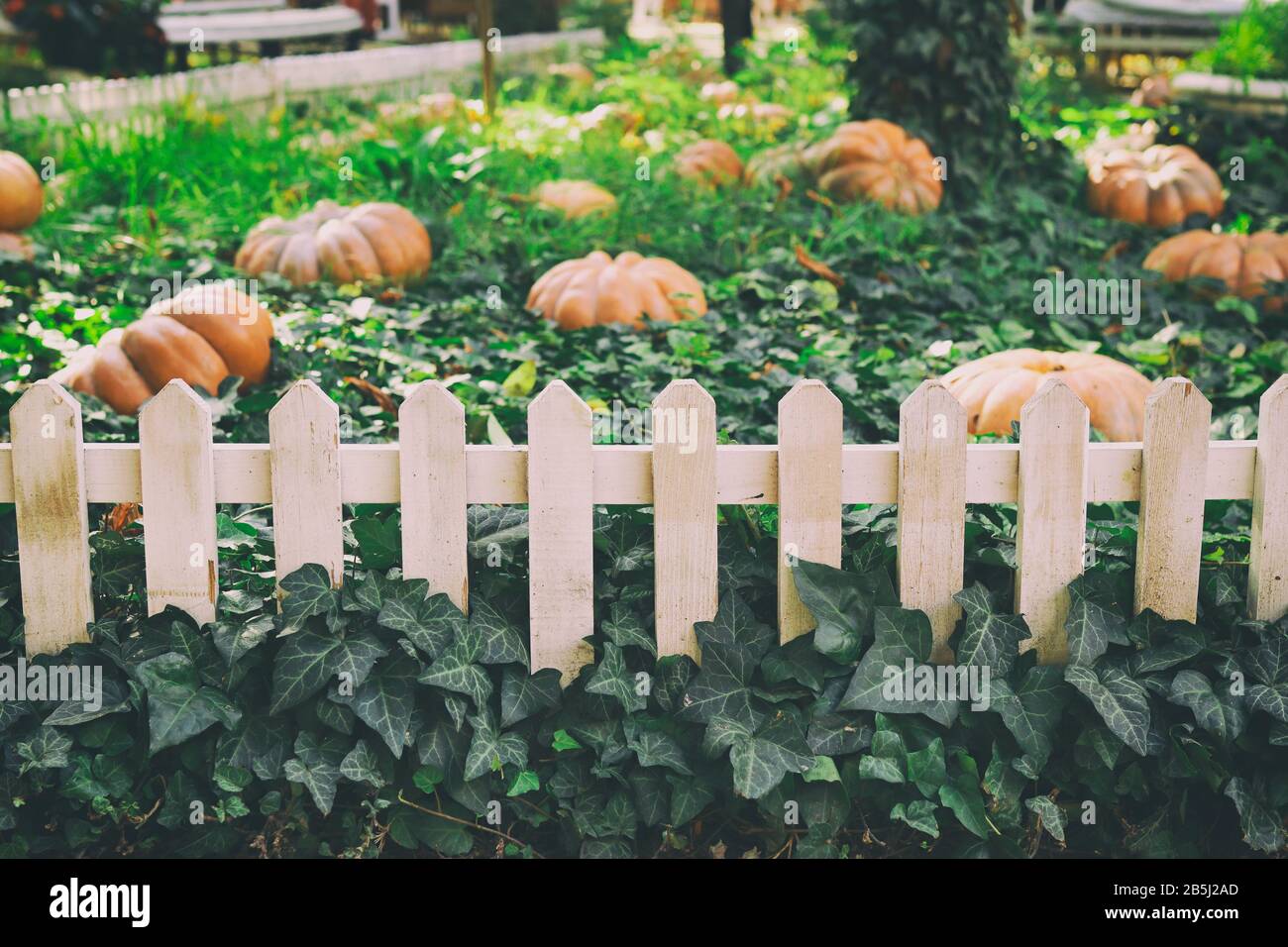 grandi zucche arancioni luminose si trovano in foglie verdi edera dietro una recinzione nel giardino. Concetto - sfondo autunno, raccolto. Foto Stock