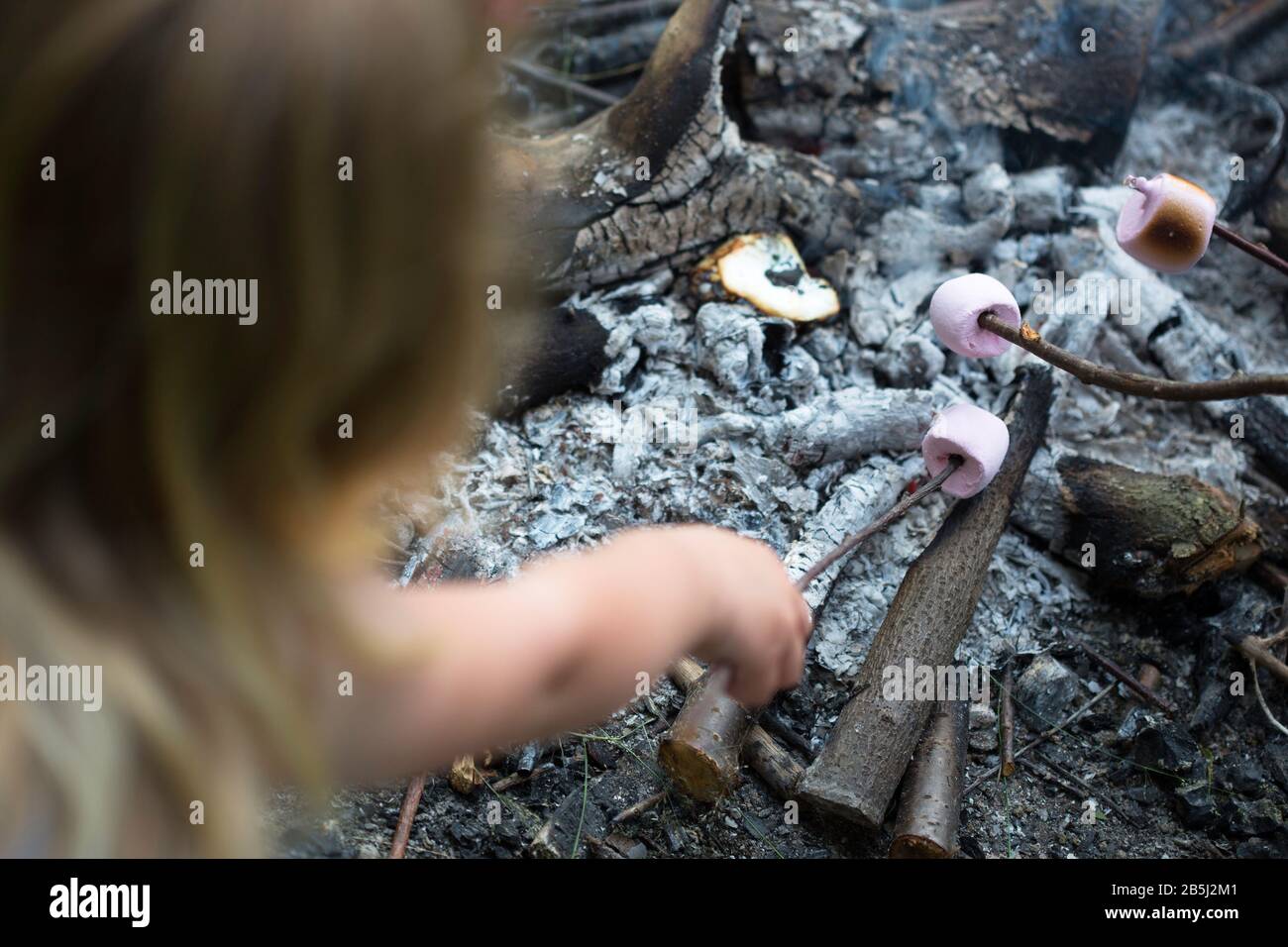 Marshmallows tostatura alla fine di un bastone sopra la brace di un fuoco da campeggio o buca del fuoco Foto Stock