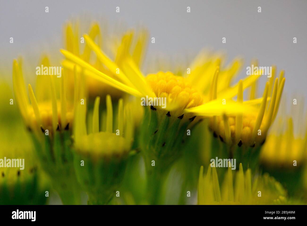 I fiori del comune Ragwort, noto anche nell'isola di Man come Cushag, essendo il fiore nazionale. Foto Stock