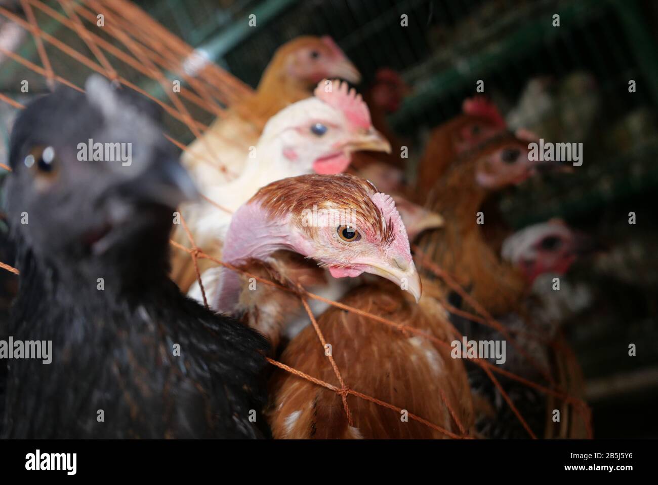 mostra di pollo dal vivo in vendita presso il mercato locale Foto Stock