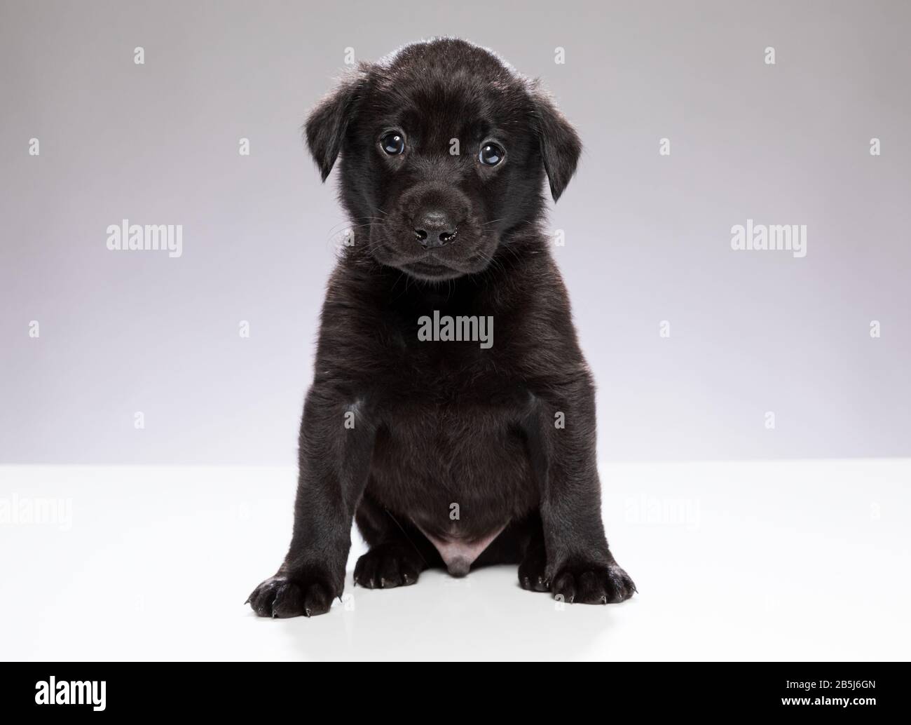 Scatto a tutta lunghezza di giovane cucciolo nero Labrador seduta e guardando dritto alla macchina fotografica con sfondo grigio chiaro Foto Stock
