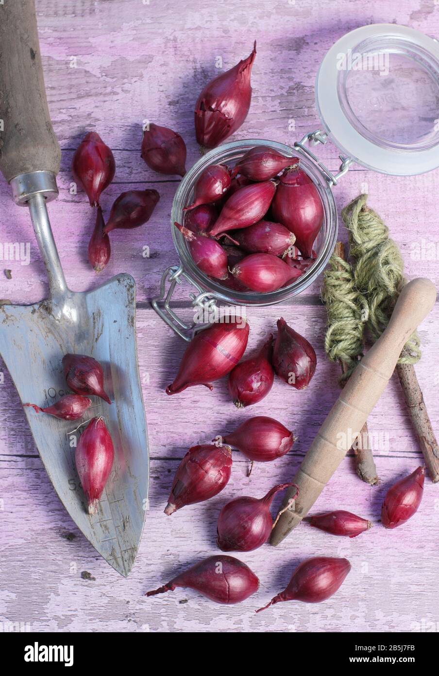 Allium cepa. Set di cipolle "Red Baron" con trowel e guida di linea di corda pronti per la semina. REGNO UNITO Foto Stock