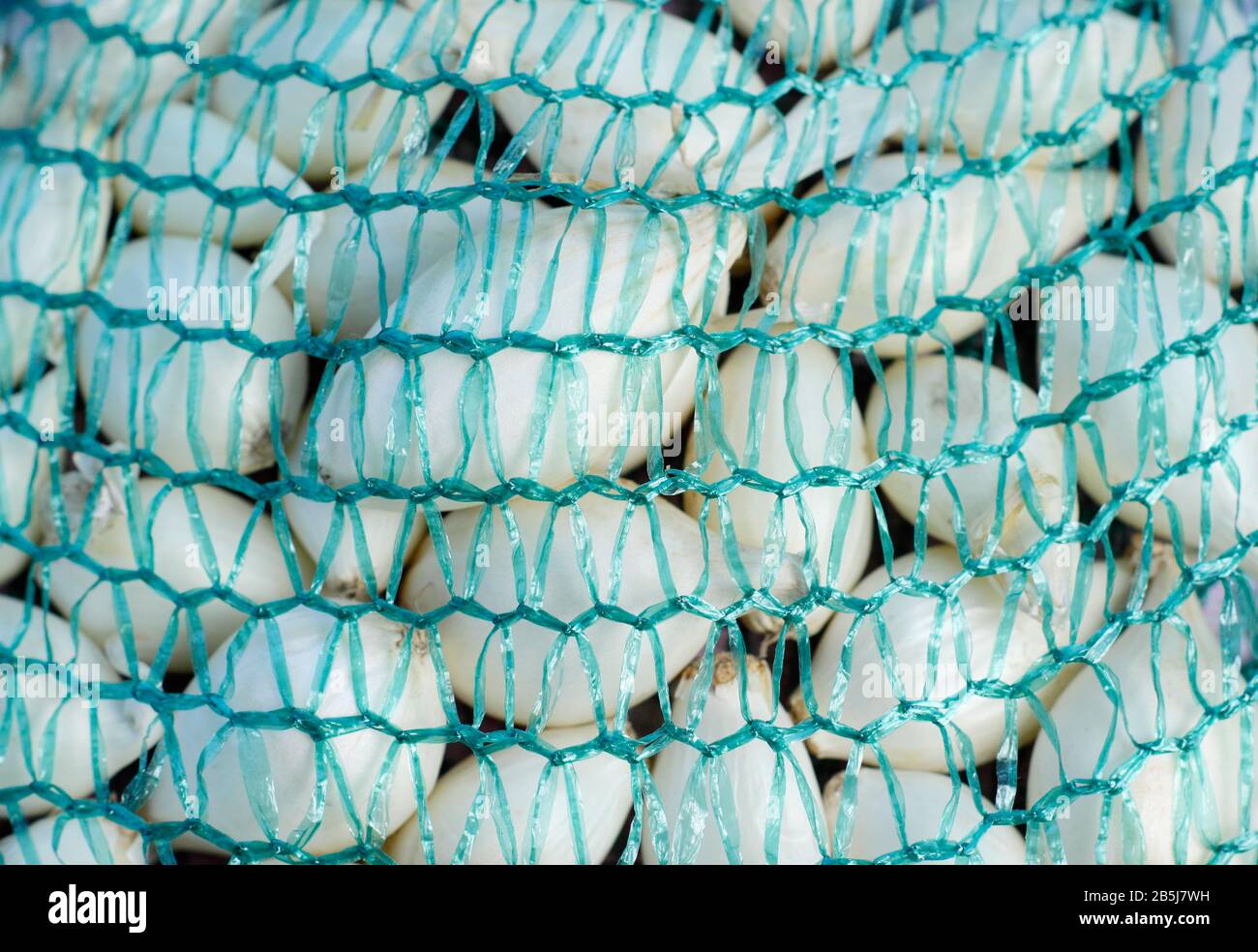 Allium cepa. Cipolla 'snowball' posta in sacco netto pronto per la semina. REGNO UNITO Foto Stock