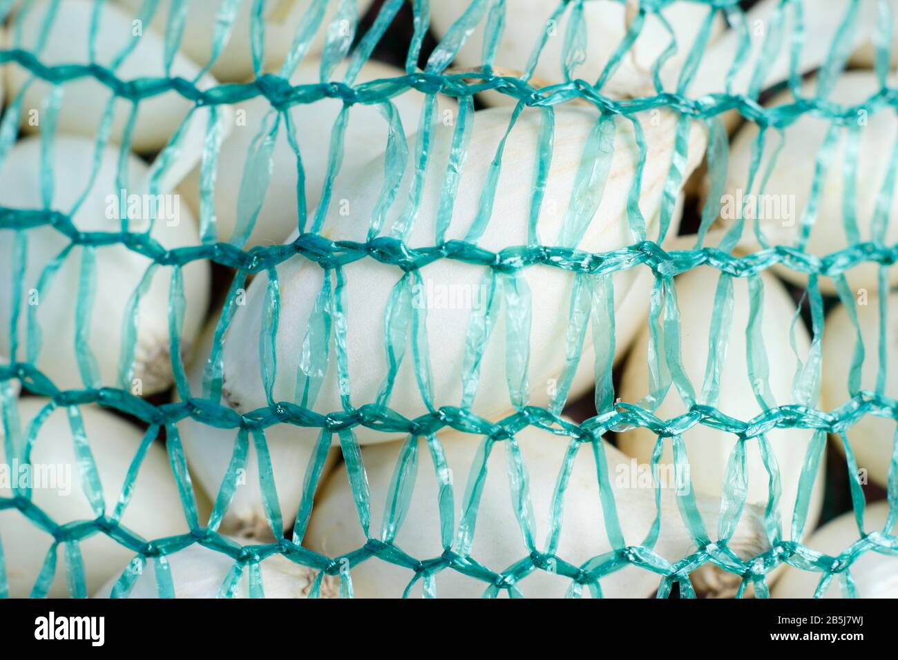 Allium cepa. Cipolla 'snowball' posta in sacco netto pronto per la semina. REGNO UNITO Foto Stock