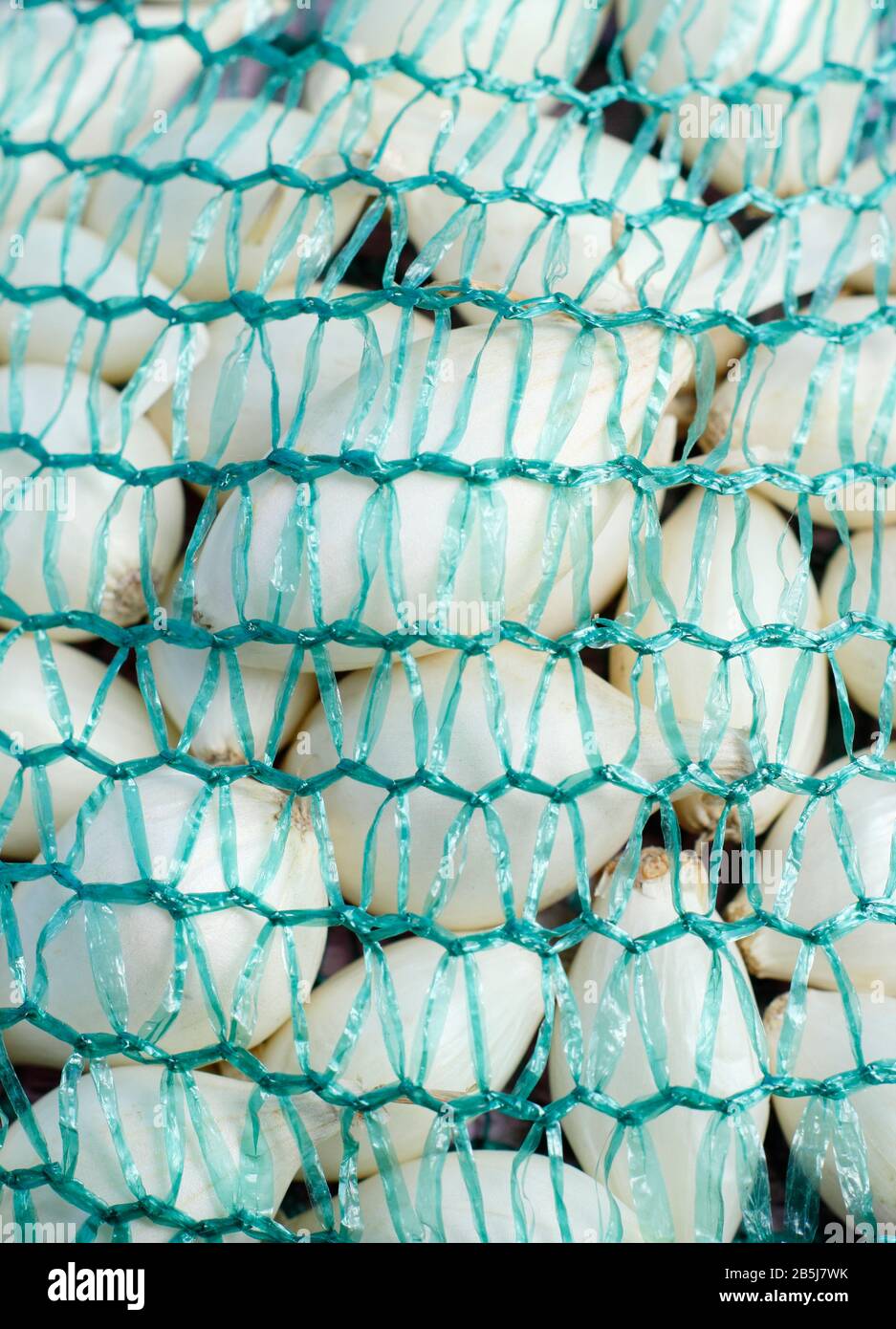 Allium cepa. Cipolla 'snowball' posta in sacco netto pronto per la semina. REGNO UNITO Foto Stock