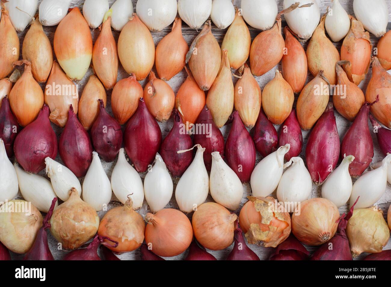 Allium cepa. Set di cipolle immature - varietà Stuttgarter, Centurion, Red Baron e Snowball. REGNO UNITO Foto Stock