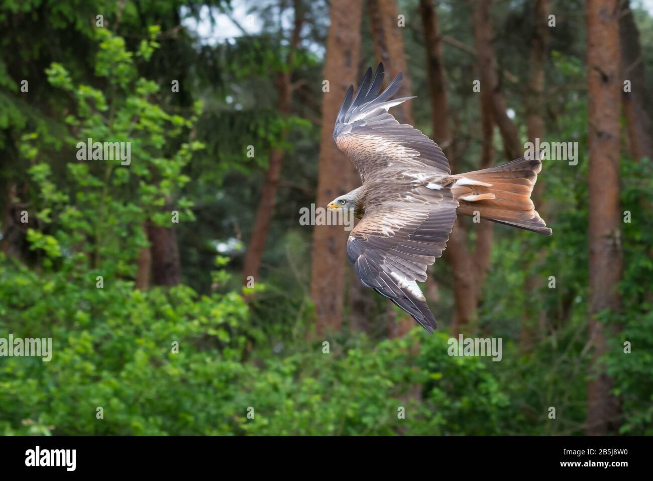 Red Kite in volo vicino alla foresta (Milvus milvus) Foto Stock