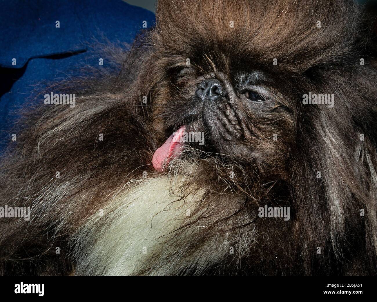 Al concorso Dog® Più Galieno del mondo del 2019 a Petaluma, California, "Wild Thang", un pekinese di proprietà di Ann Lewis di Los Angeles, ha avuto il 2nd posto onori. Foto Stock