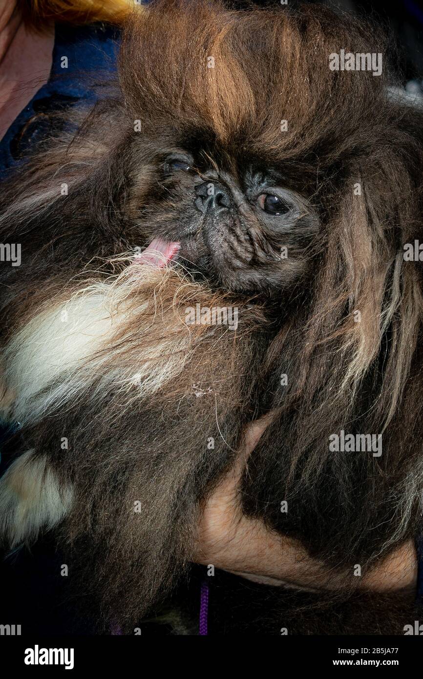 Al concorso Dog® Più Galieno del mondo del 2019 a Petaluma, California, "Wild Thang", un pekinese di proprietà di Ann Lewis di Los Angeles, ha avuto il 2nd posto onori. Foto Stock