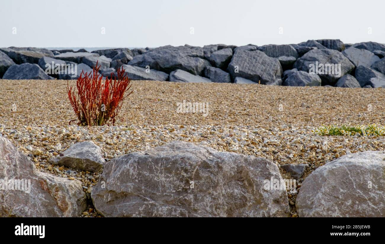 Un cespuglio con foglie rosse cresce sulla spiaggia di ciottoli con grandi rocce in primo piano e sullo sfondo a West Sands, Selsey. Foto Stock