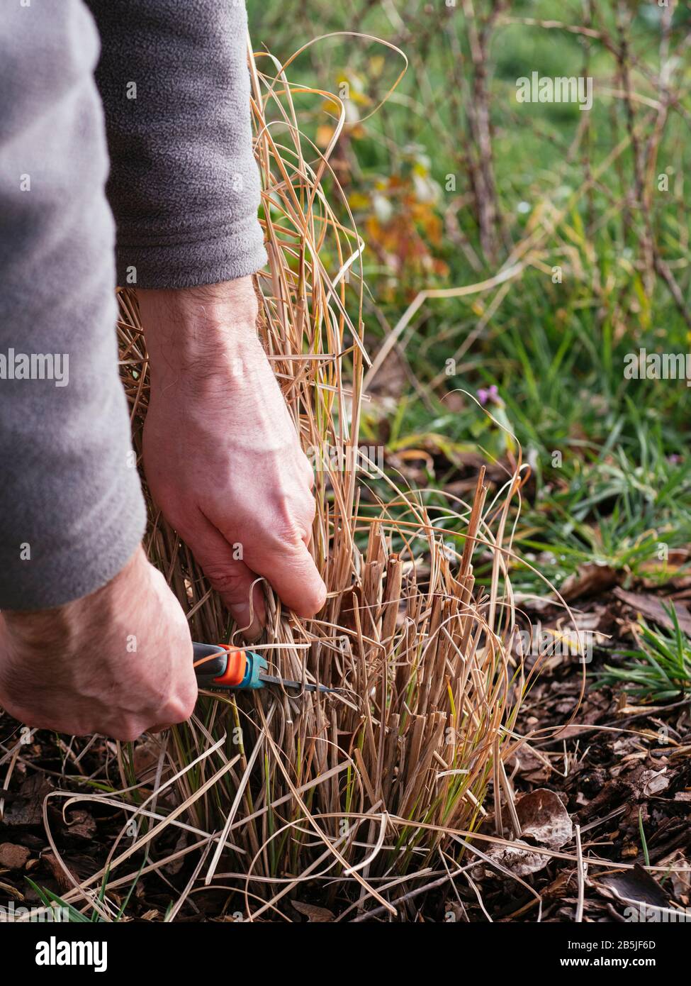 Erba ornamentale potante del giardiniere in primavera iniziale. Foto Stock