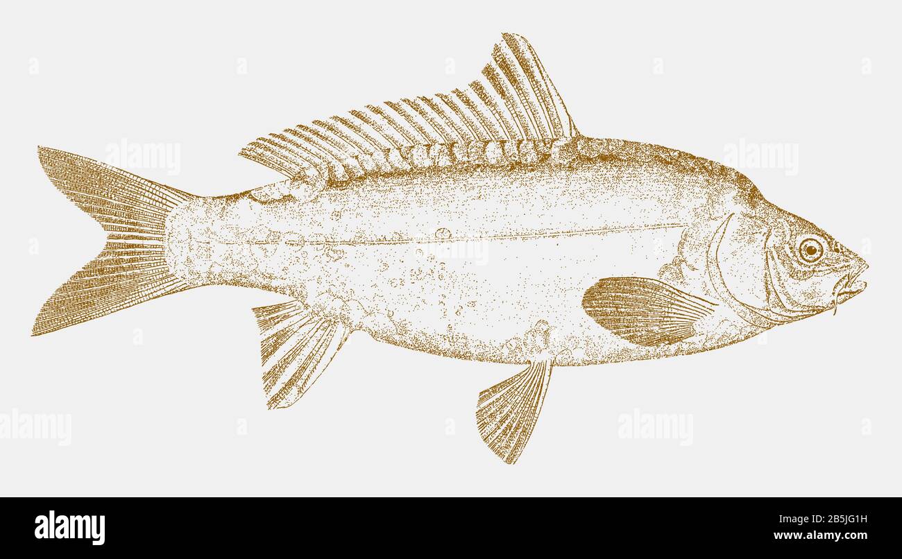 Carpa europea, cyprinus carpio, un pesce minacciato nativo in laghi e fiumi in europa e asia in vista laterale Illustrazione Vettoriale