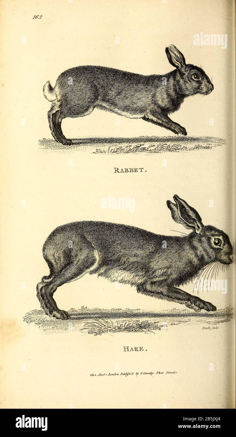 5 x maglia FORCELLA Rabbit legno naturale con lepri chiaro e istruzioni