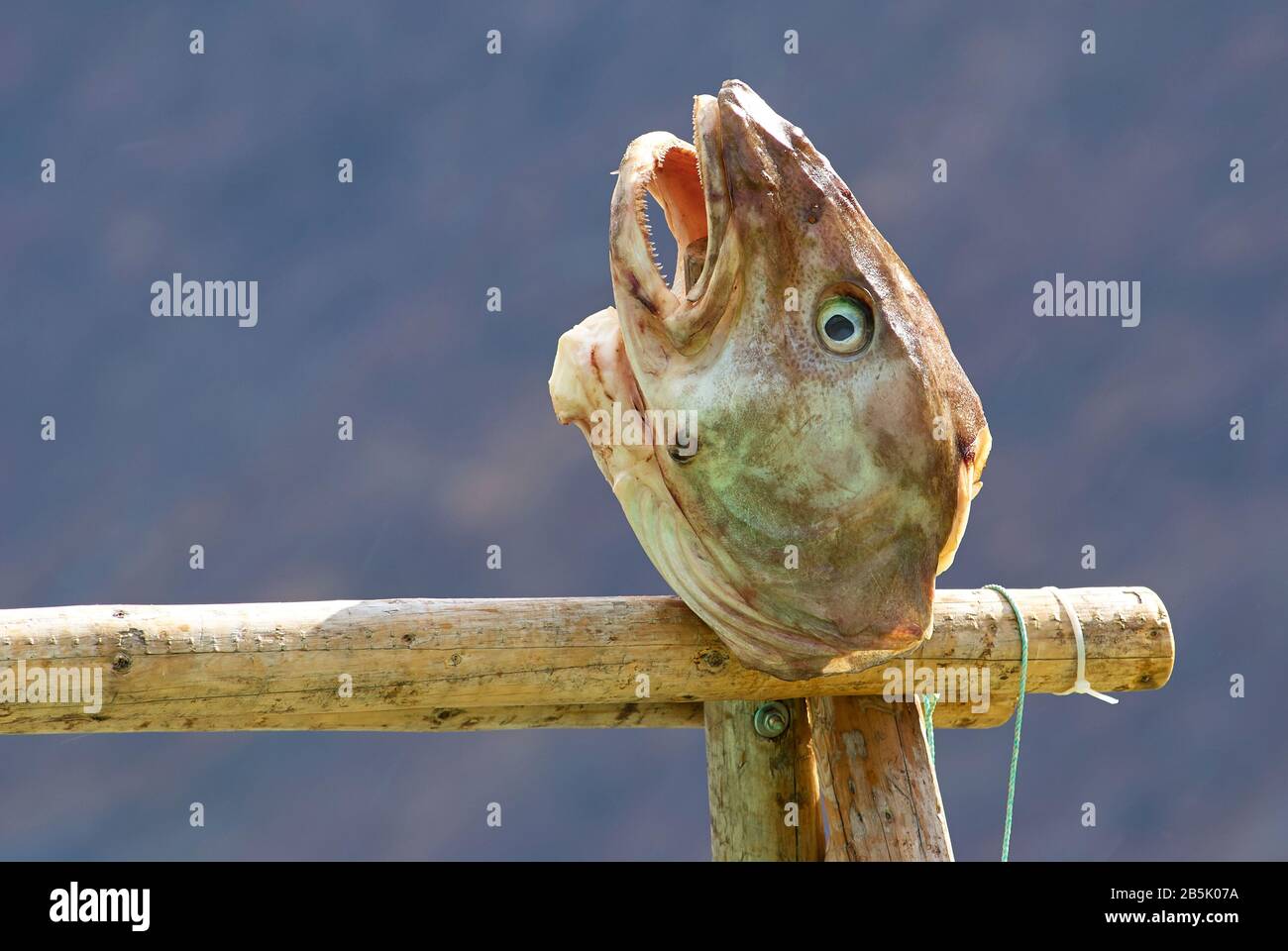 Testa di merluzzo presentata sul ponte di una nave postale norvegese come esche per attirare aquile dalla coda bianca Foto Stock