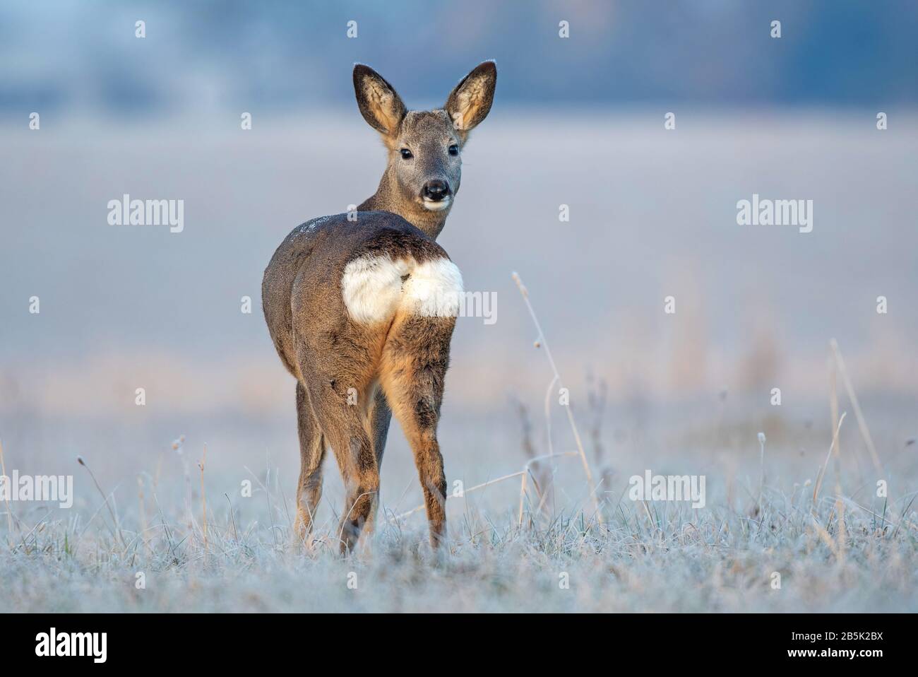 Capriolo femmina selvaggio, in piedi in un campo coperto gelo durante la stagione invernale Foto Stock