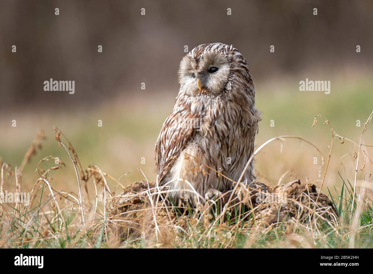 Ural Owl (Strix Uralensis) in piedi su un ceppo di alberi in una radura forestale Foto Stock