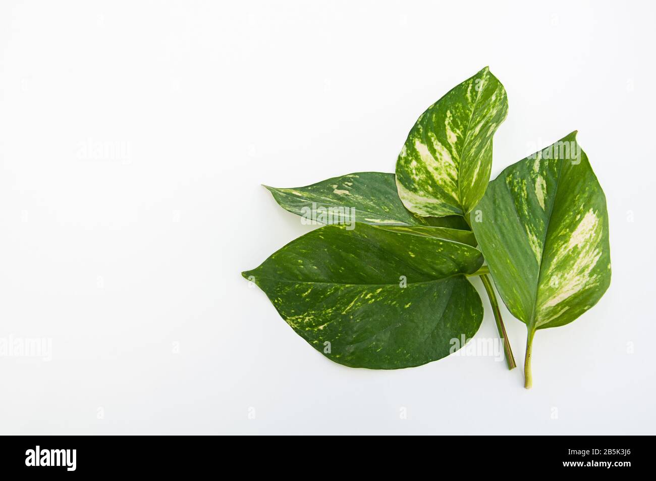Fogliame verde su bianco con spazio per il testo. Queste foglie provengono dalla pianta del Golden Pothos. Foto Stock