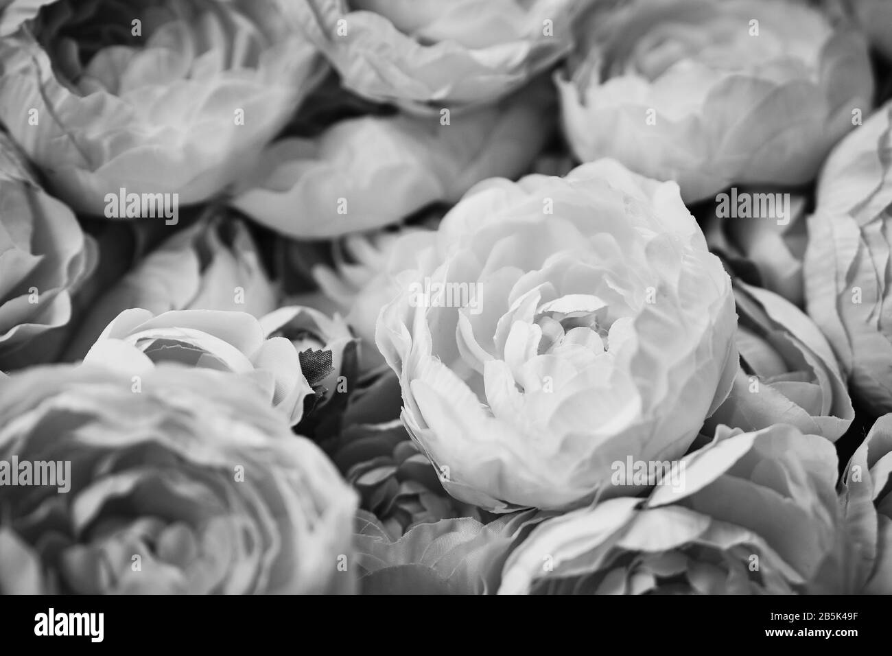 Un bouquet di belle peonie di colori diversi. Primo piano. Bianco e nero Foto Stock