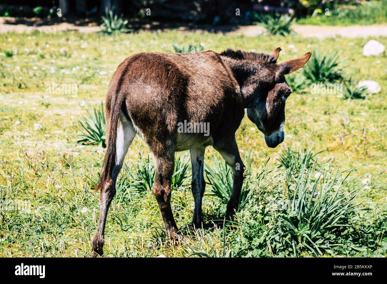 Cipro di Paphos 08 marzo 2020 Vista di vari asini che vivono nella campagna di Paphos Foto Stock