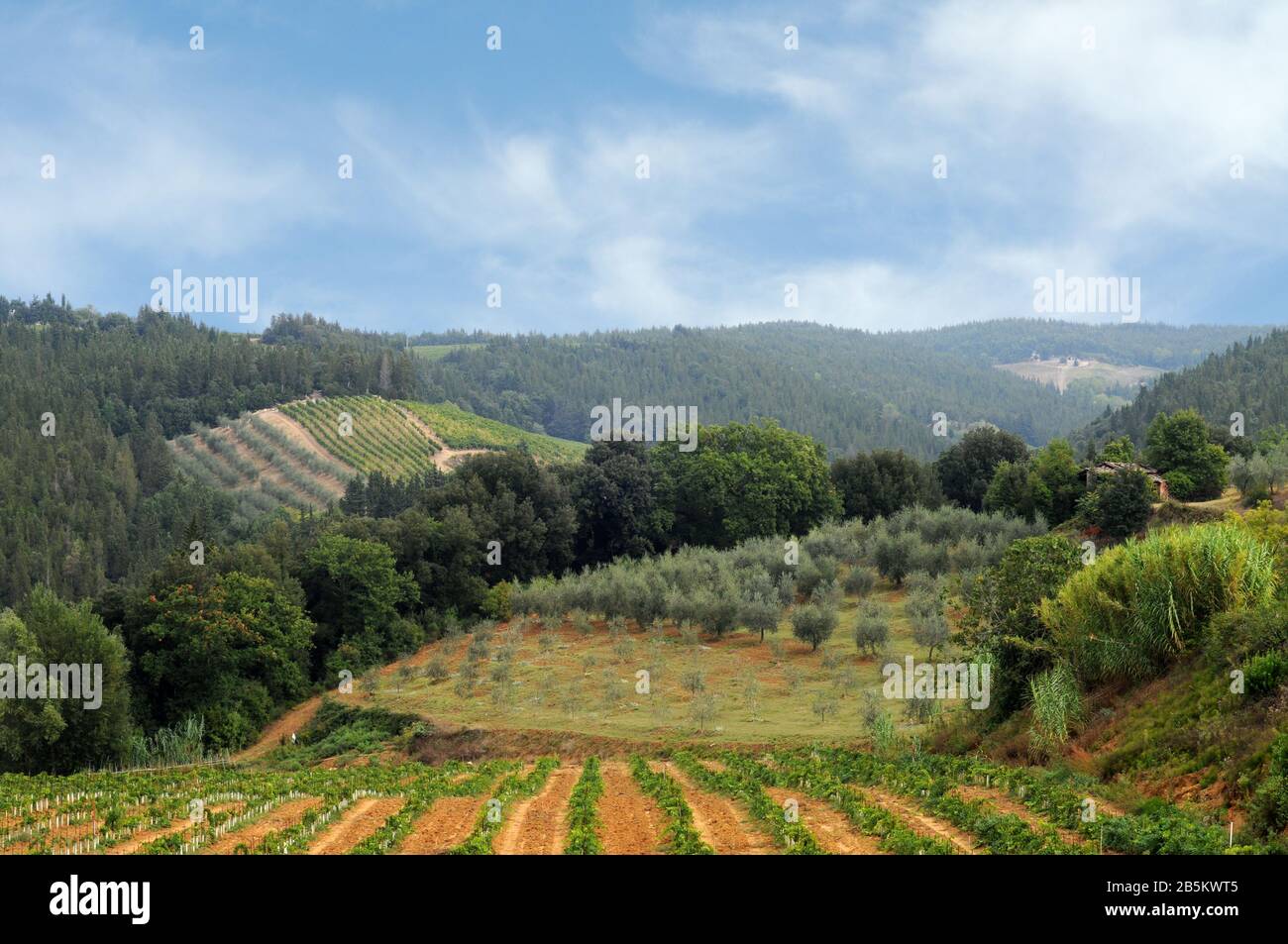 Vigneti e oliveti in autunno, Chianti, Toscana, Italia Foto Stock