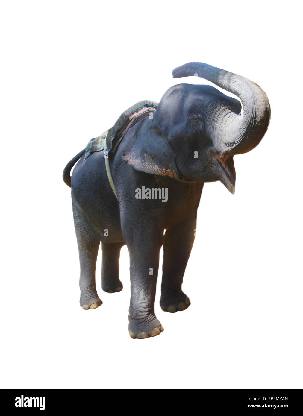 Elefante che tiene il tronco urla isolato su sfondo bianco. Foto Stock